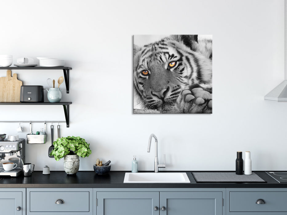 entspannter Tiger, Glasbild Quadratisch