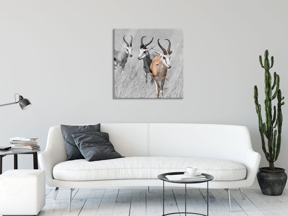 Tiere in Savanne Rehe Afrika, Glasbild Quadratisch