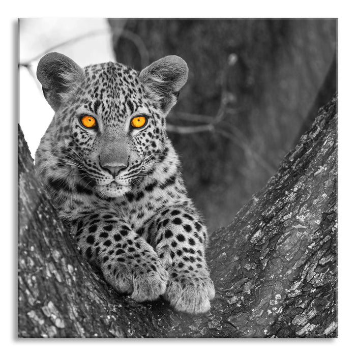 Pixxprint Leopardenjunges auf Baum, Glasbild Quadratisch