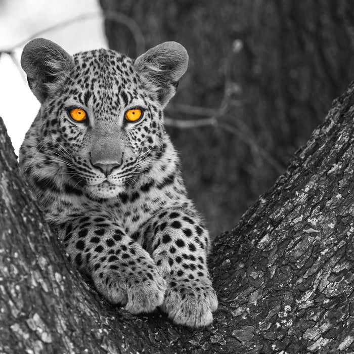 Leopardenjunges auf Baum, Glasbild Quadratisch