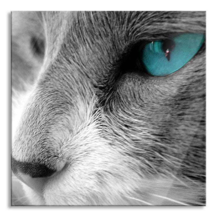 Pixxprint Katze mit Augen, Glasbild Quadratisch