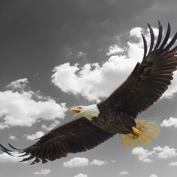 Weißkopfseeadler beim fliegen, Glasbild Quadratisch