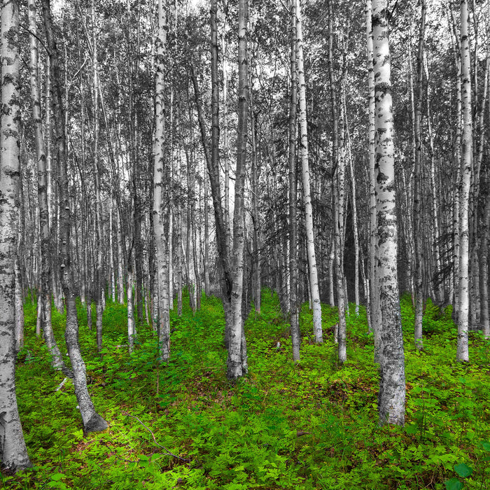 kleiner ansehnlicher Birkenwald, Glasbild Quadratisch