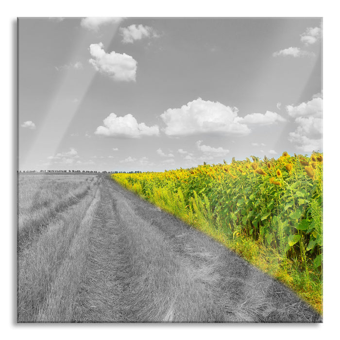 Pixxprint Feldweg Sonnenblumen, Glasbild Quadratisch