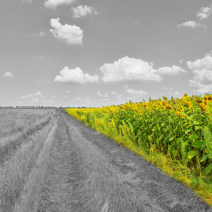 Feldweg  Sonnenblumen, Glasbild Quadratisch