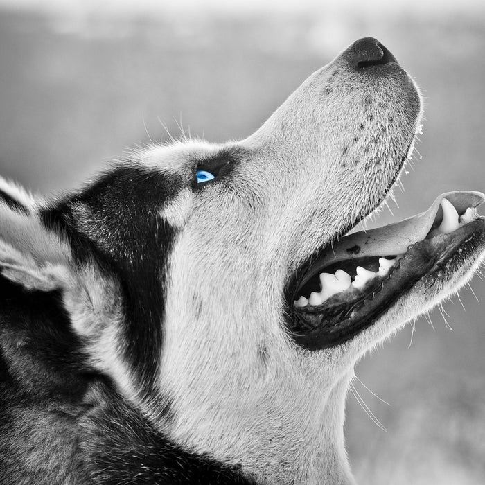 Wunderschöner Husky, Glasbild Quadratisch