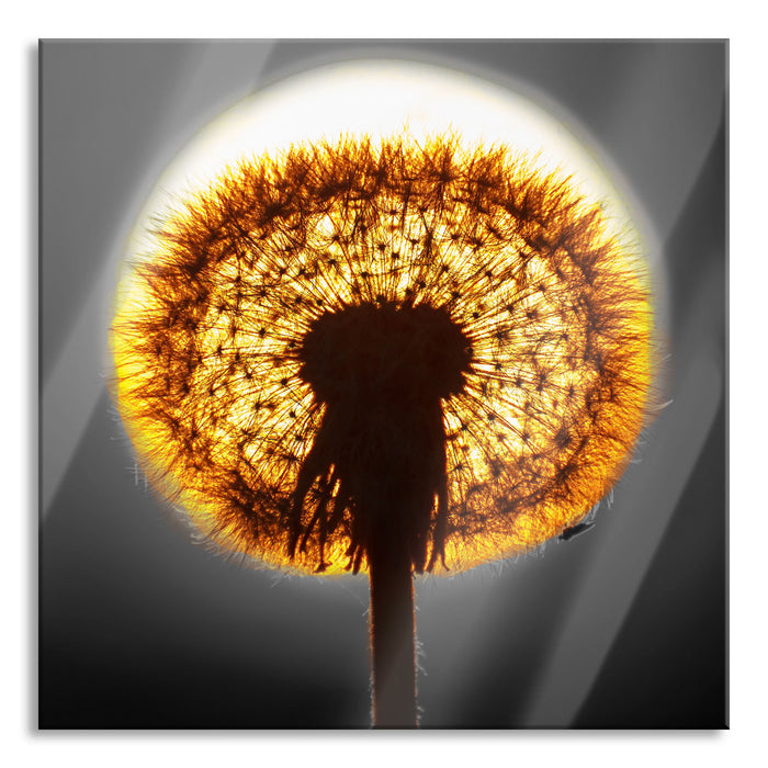 Pixxprint Pusteblume vor untergehender Sonne, Glasbild Quadratisch