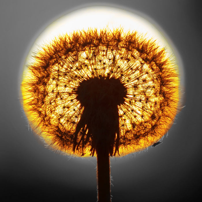 Pusteblume vor untergehender Sonne, Glasbild Quadratisch