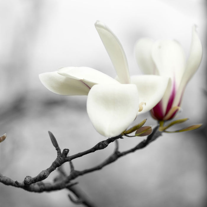 Magnolienblüten, Glasbild Quadratisch