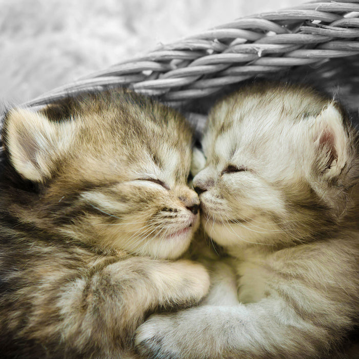 Zwei süße Babykatzen im Korb, Glasbild Quadratisch