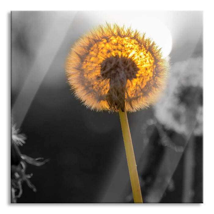 Pixxprint Pusteblumen beim Sonnenuntergang, Glasbild Quadratisch