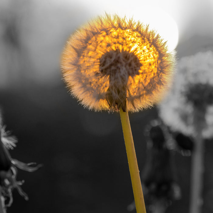 Pusteblumen beim Sonnenuntergang, Glasbild Quadratisch