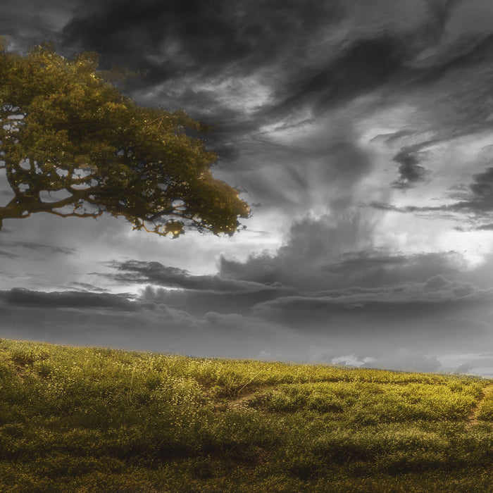 Alleinstehender Baum, Glasbild Quadratisch