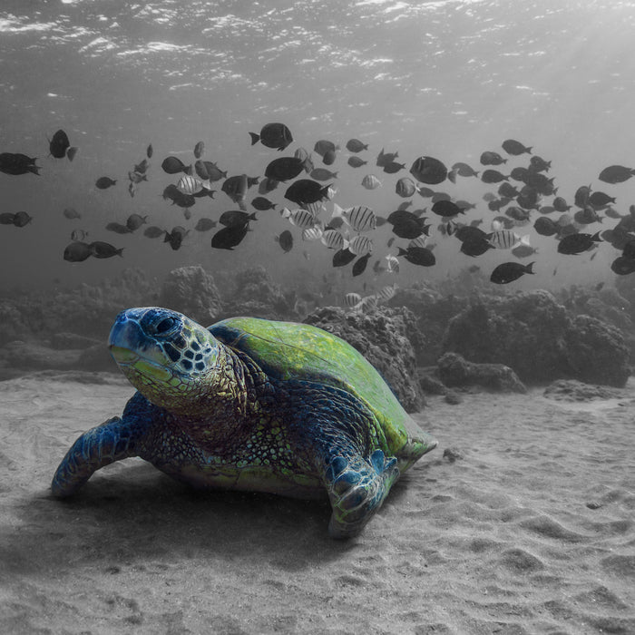 Schildkröte im Ozean, Glasbild Quadratisch