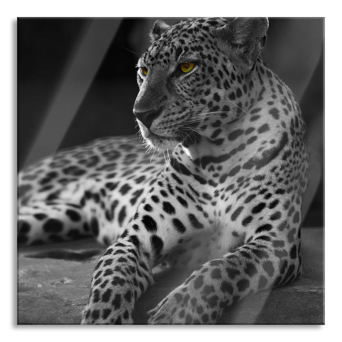 Pixxprint Leopard auf Felsen liegend, Glasbild Quadratisch