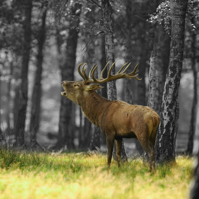 röhrender Hirsch im Wald, Glasbild Quadratisch