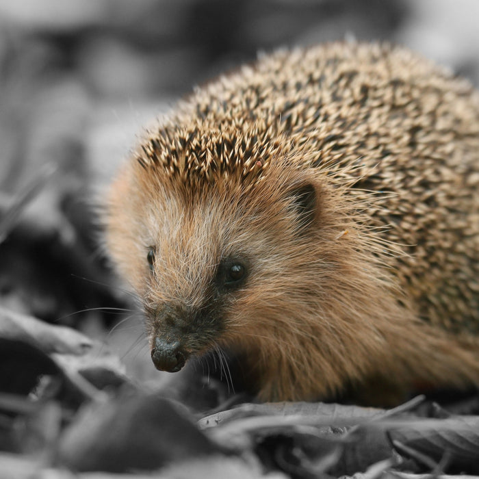 süßer Igel im Laub, Glasbild Quadratisch