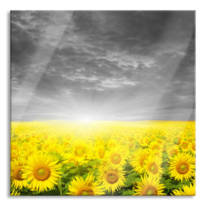 Pixxprint Sonnenblumen Sonnenuntergang, Glasbild Quadratisch