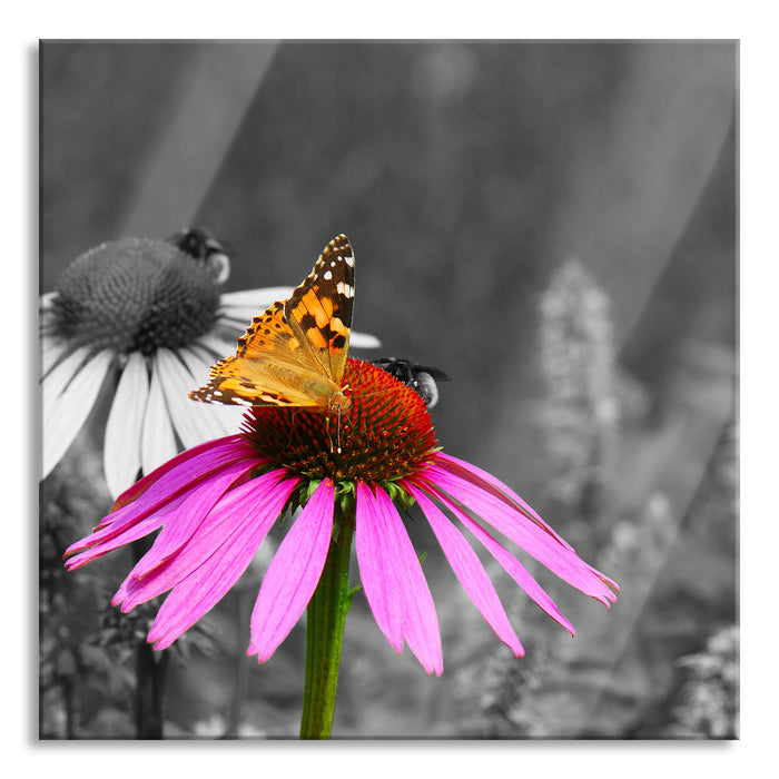 Schmetterling auf Kornblume, Glasbild Quadratisch