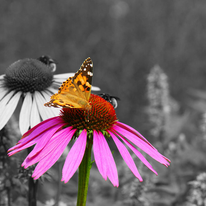 Schmetterling auf Kornblume, Glasbild Quadratisch