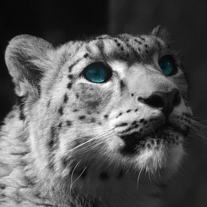 Schneeleopard Augen, Glasbild Quadratisch