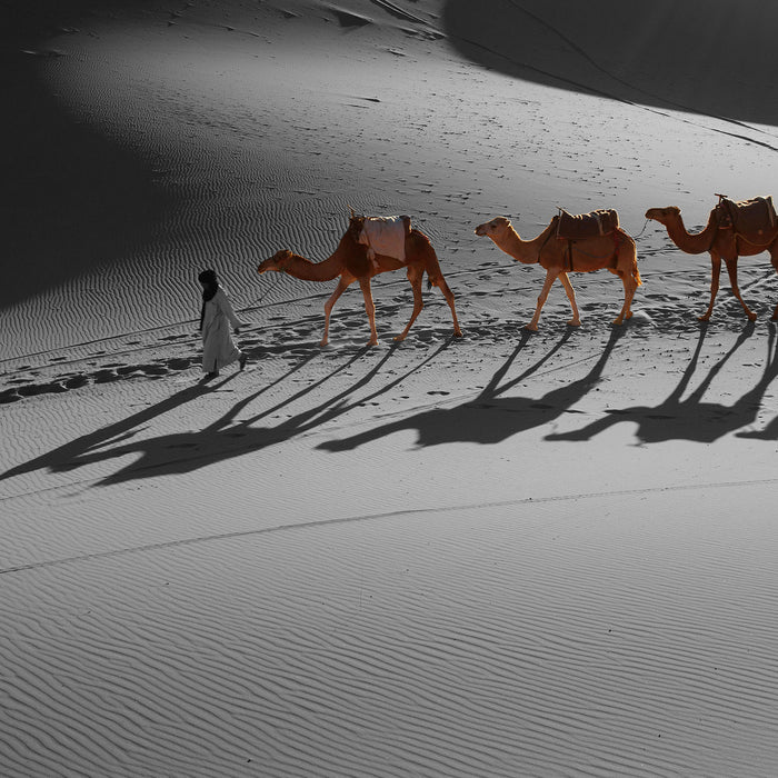 Kamelkarawane in der Sahara, Glasbild Quadratisch