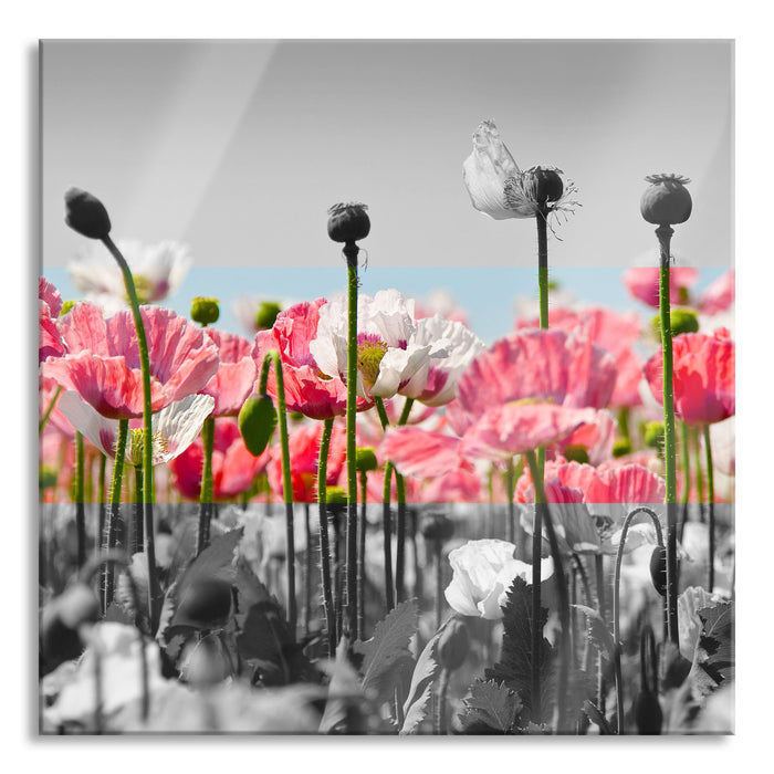 Pixxprint Blumenwiese Mohnblumen, Glasbild Quadratisch