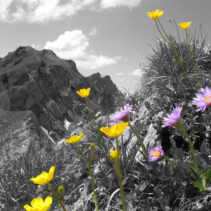 Blumenwiese im Frühling, Glasbild Quadratisch