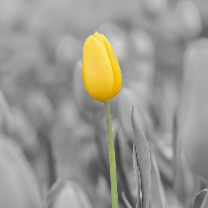 Gelbes Tulpenmeer, Glasbild Quadratisch