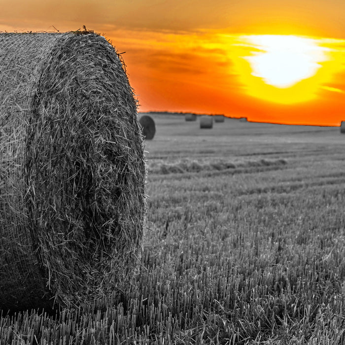 Strohballen auf Feld, Glasbild Quadratisch