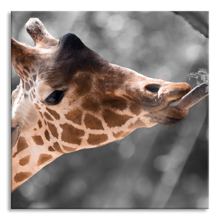 Pixxprint Hungrige Giraffe mit Zweig, Glasbild Quadratisch