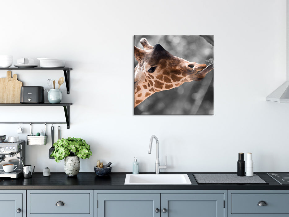 Hungrige Giraffe mit Zweig, Glasbild Quadratisch