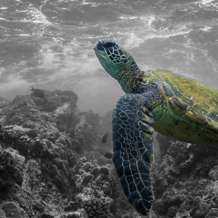 Schildkröte und Korallen im Ozean, Glasbild Quadratisch