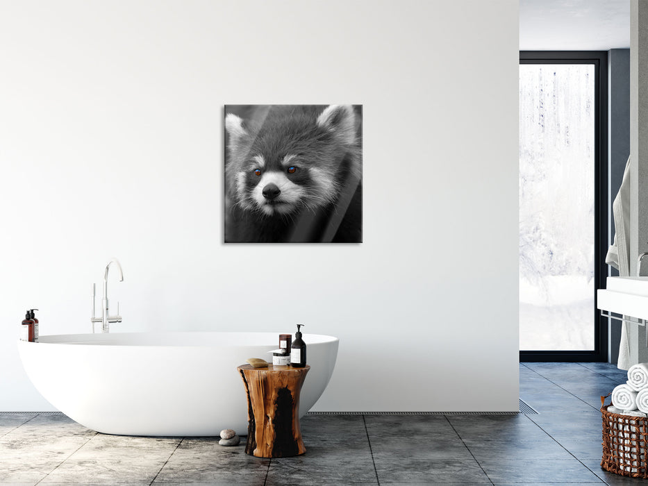 wunderschöner roter Panda, Glasbild Quadratisch