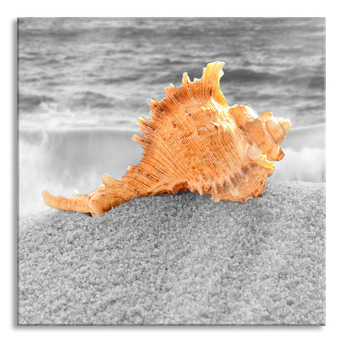 Pixxprint Schneckenmuschel Strand, Glasbild Quadratisch