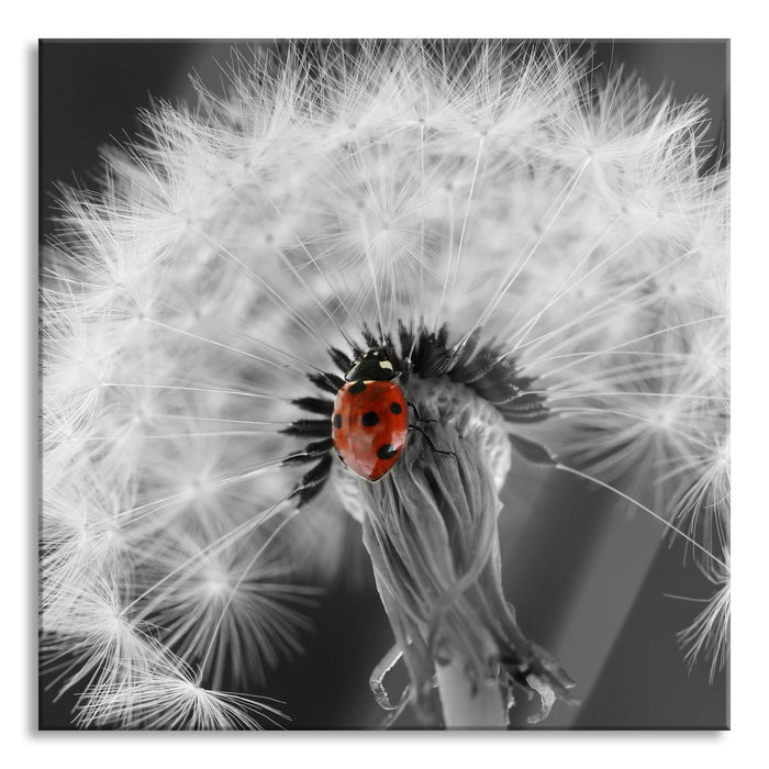 Pixxprint schöner Marienkäfer auf Pusteblume, Glasbild Quadratisch