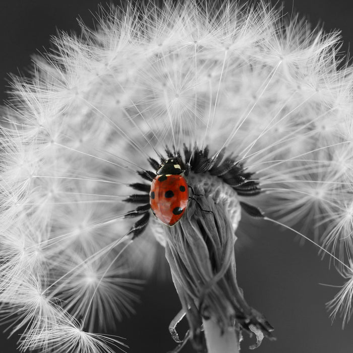 schöner Marienkäfer auf Pusteblume, Glasbild Quadratisch