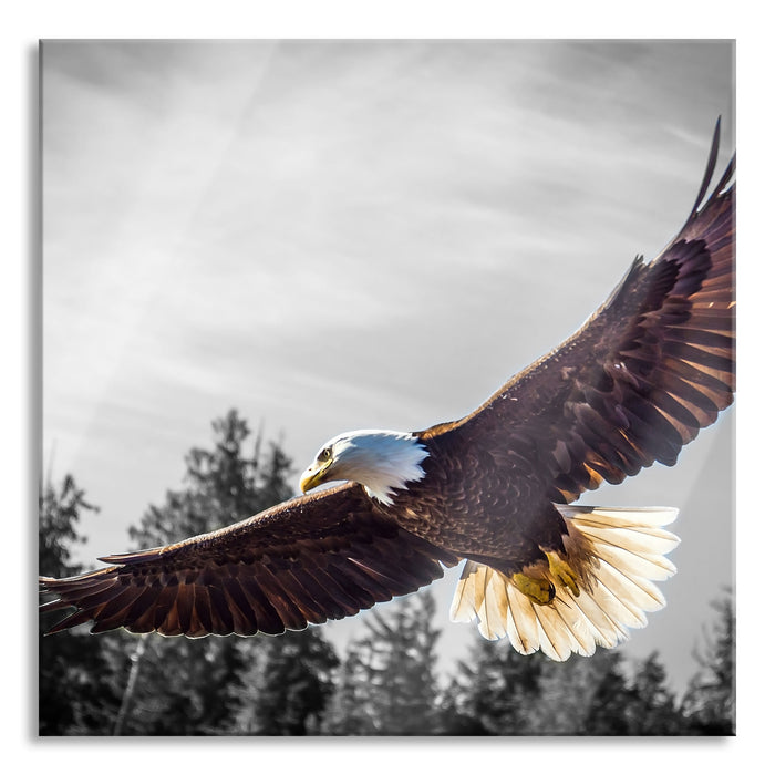 Pixxprint großer fliegender Adler, Glasbild Quadratisch