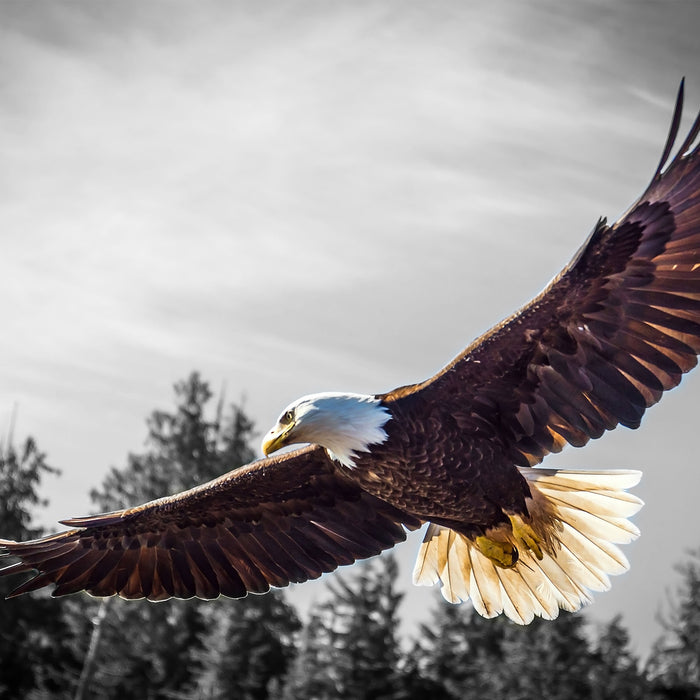 großer fliegender Adler, Glasbild Quadratisch