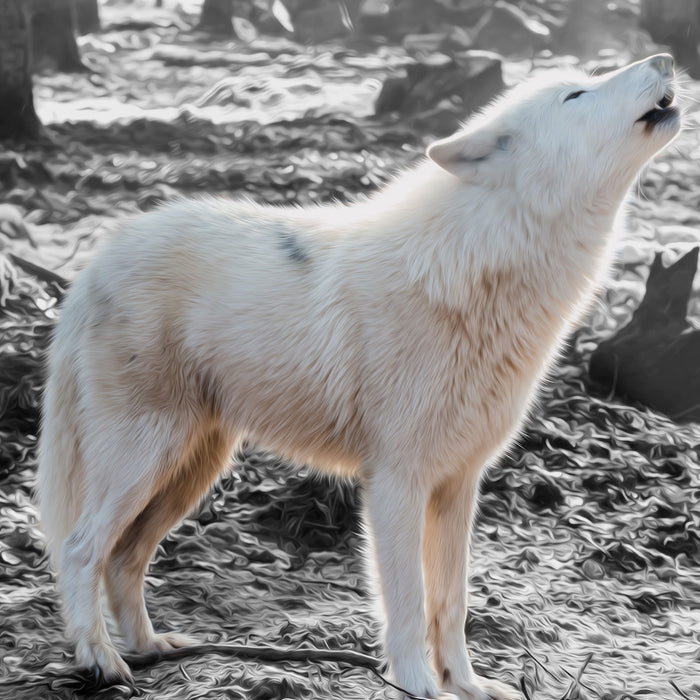 weißer jaulender Wolf im Wald, Glasbild Quadratisch