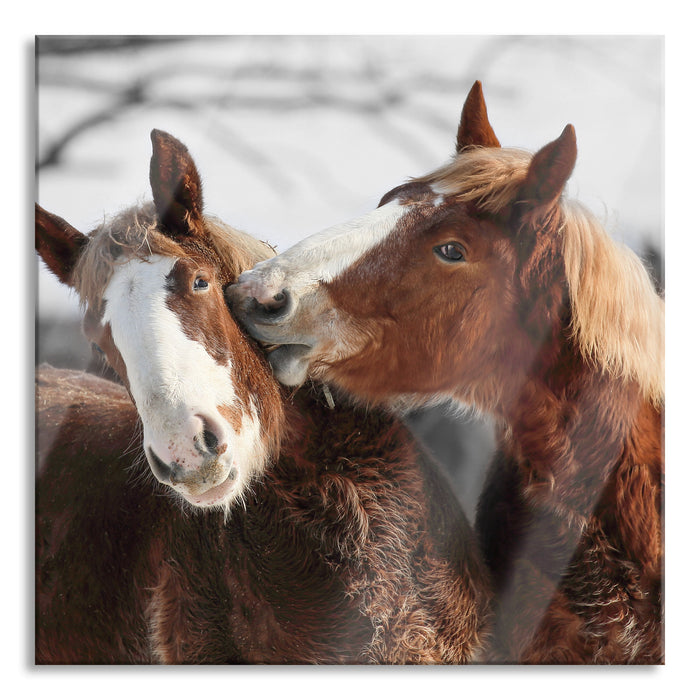 Pixxprint zwei braune Ponys, Glasbild Quadratisch