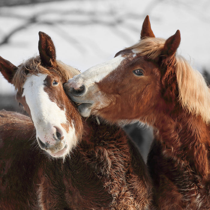 zwei braune Ponys, Glasbild Quadratisch