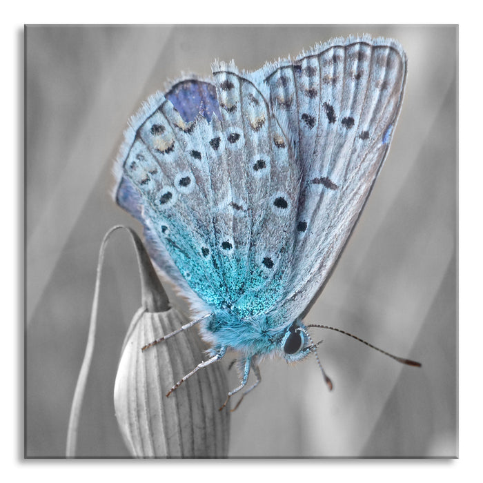 Pixxprint wunderschöner blauer Schmetterling, Glasbild Quadratisch