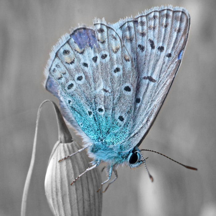 wunderschöner blauer Schmetterling, Glasbild Quadratisch