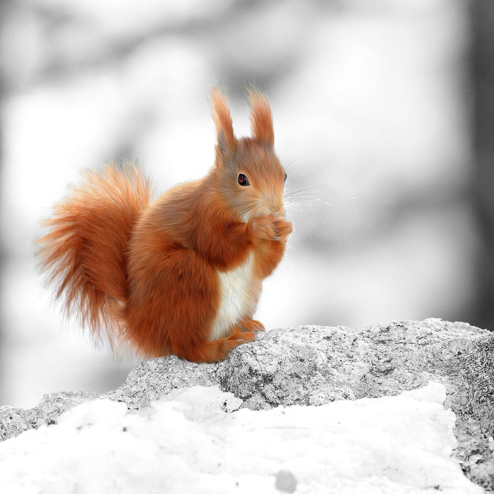 Eichhörnchen in verschneitem Wald, Glasbild Quadratisch