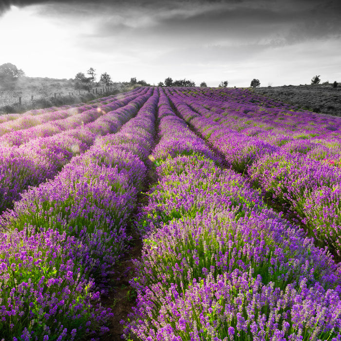 Lavendelfelder in der Provence, Glasbild Quadratisch