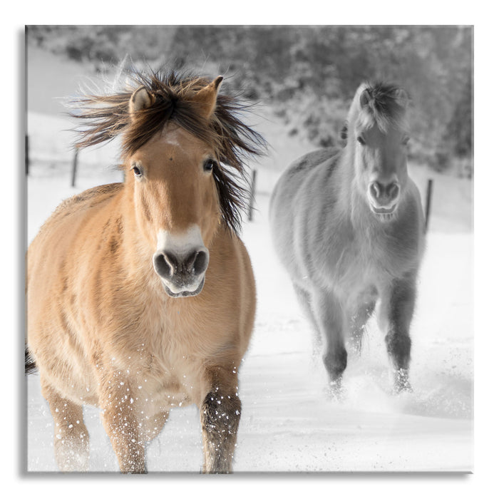 zwei schöne Ponys im Schnee, Glasbild Quadratisch