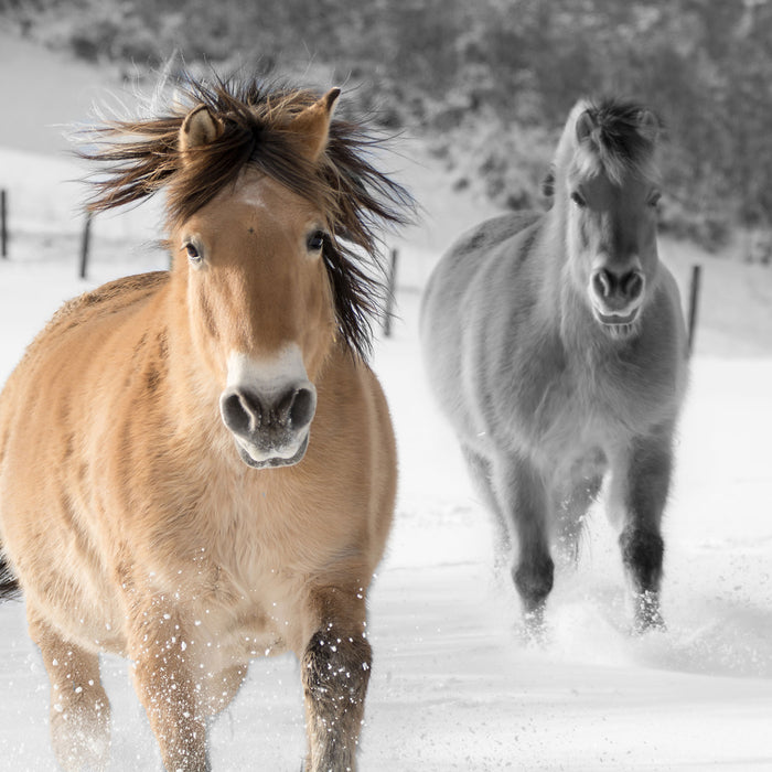 zwei schöne Ponys im Schnee, Glasbild Quadratisch