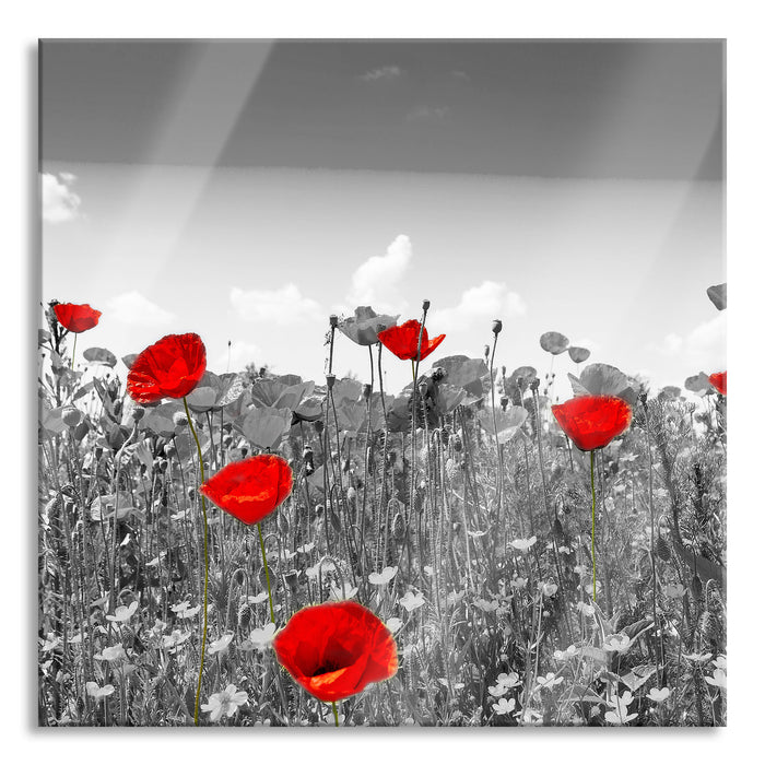 Pixxprint schöner rot leuchtender Mohn, Glasbild Quadratisch