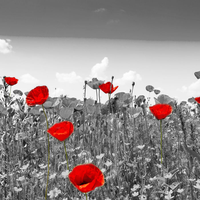 schöner rot leuchtender Mohn, Glasbild Quadratisch